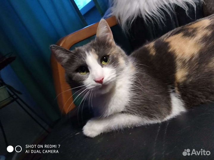 Трехцветная счастливая кошечка