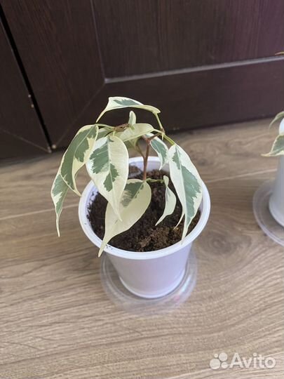 Фикусы разных сортов