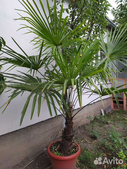 Веерная пальма