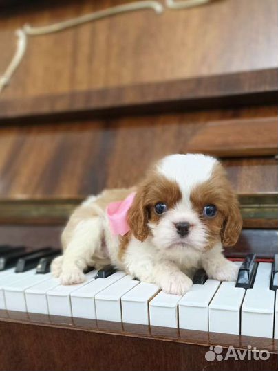 Кавалер кинг чарльз спаниель девочка