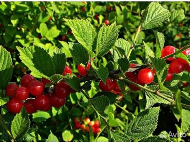 Войлочная вишня 2-3 летки саженцы