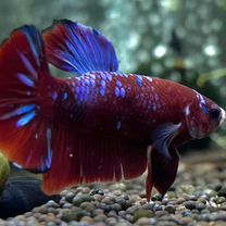 змееголов - Купить недорого аквариум и рыбок 🐠 в Самаре