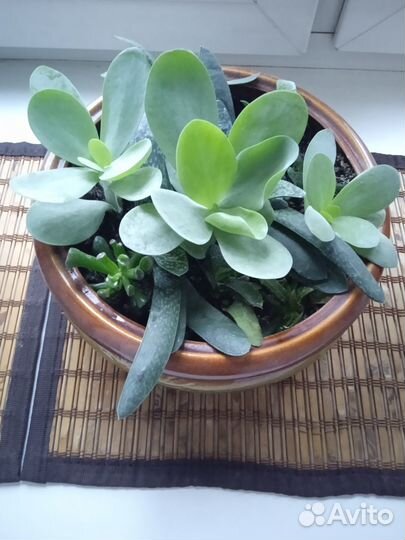 Кактусы и суккуленты