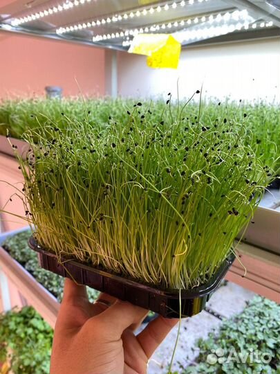 Семена для микрозелени