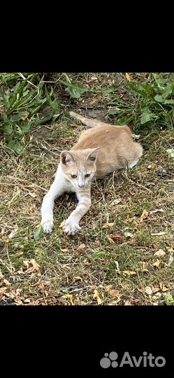 Котенок 1.5 мес