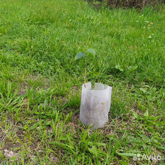 Саженцы грецкого ореха (местный)