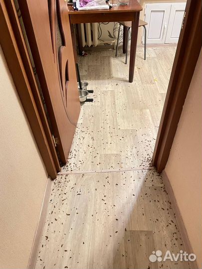 Уничтожение клопов, тараканов Дезинсекция