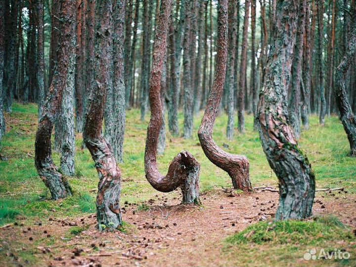 Экскурсия — Калининград — Куршская коса с професси