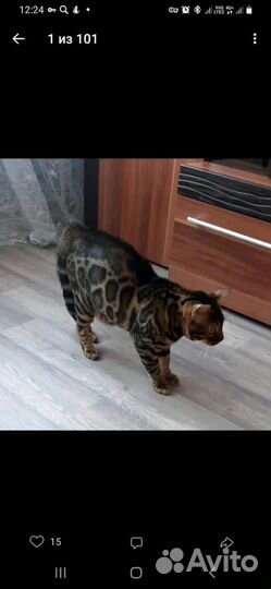 Вязка бенгала