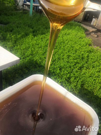 Свежий Алтайский мёд 2023