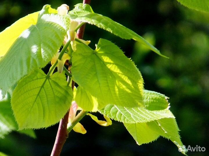 Саженцы липы, берёзы, рябины, осины, черемухи