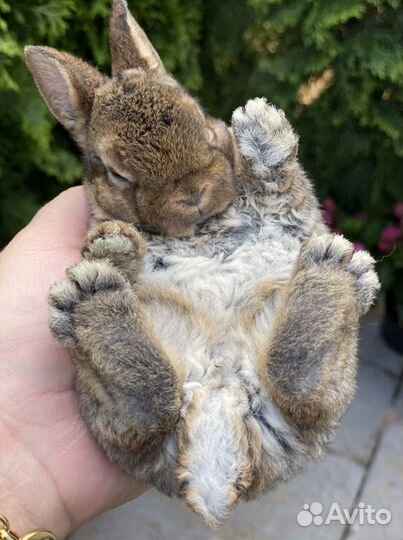 Карликовый Рекс (плюшевый)