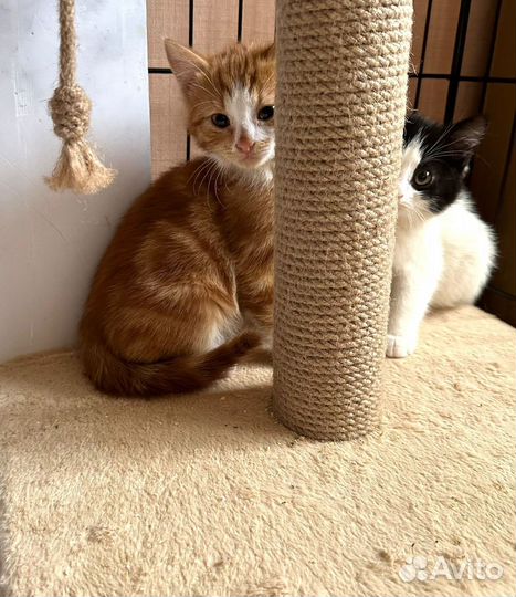 Котятки в добрые руки