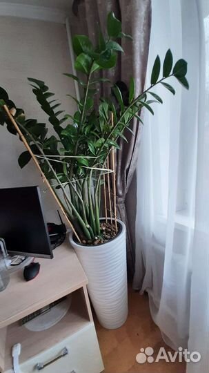 Шикарный высокий замиокулькас долларовое дерево