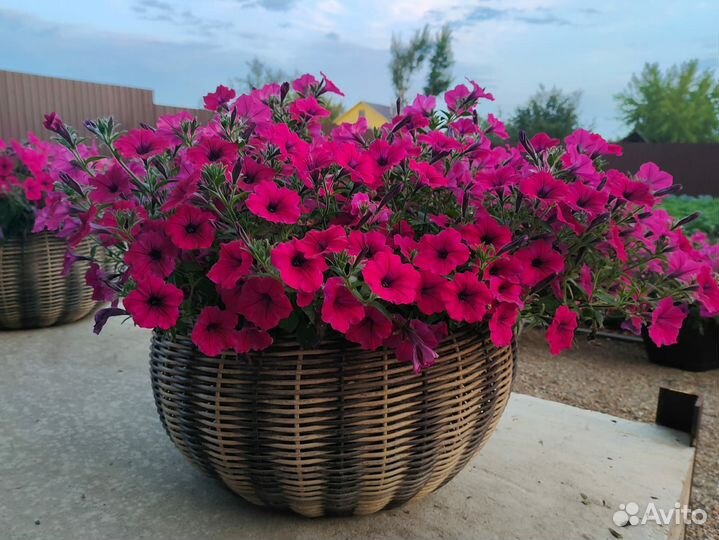 Петунья в кашпо из ротанга