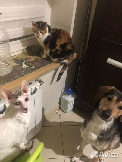 Кошка в дар трехцветная Диско Шар