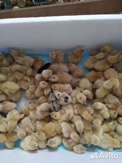 Перепелята