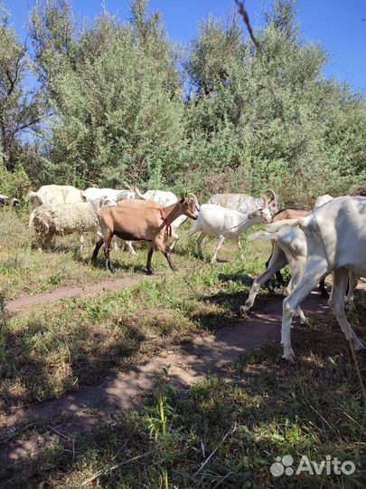 Козы, козочки, козлики, бычок, семья гусей