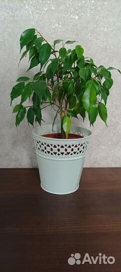 Фикус бенджамина