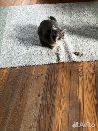 Котенок очаровашка