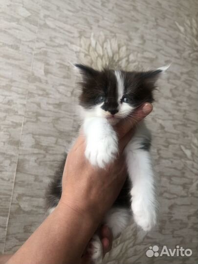 Котята Мейн-кун