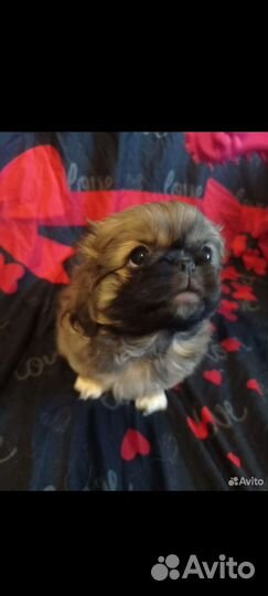 Щенки пекинеса