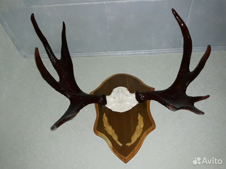 Коллекция рогов