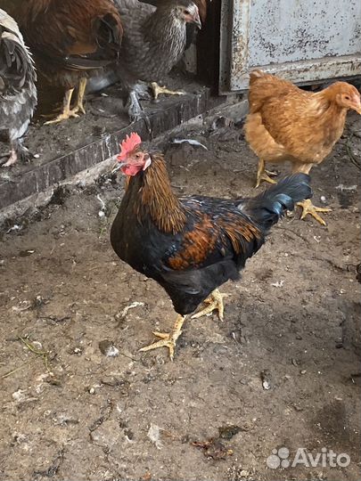 Молодые петухи