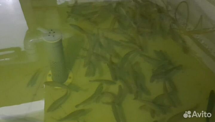 Живая рыба форель