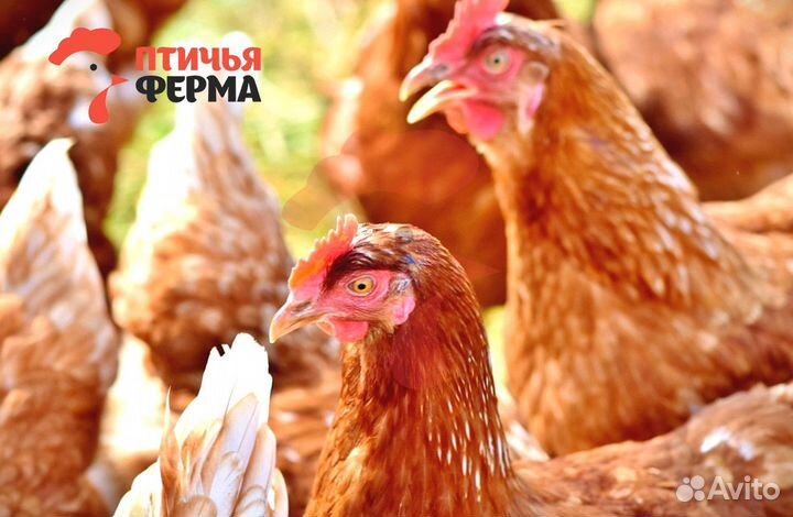 Куры несушки