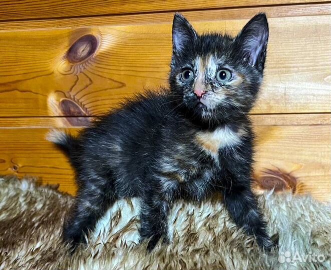 Пуся - котенок-девочка 