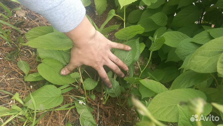 Актинидия коломикта