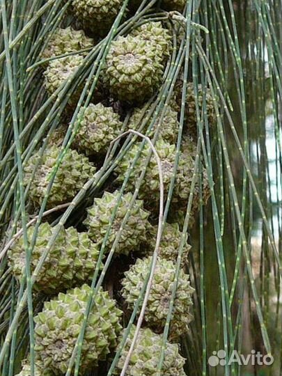 Семена Казуарины хвощевидной