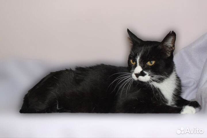 Кошка, стерилизованная