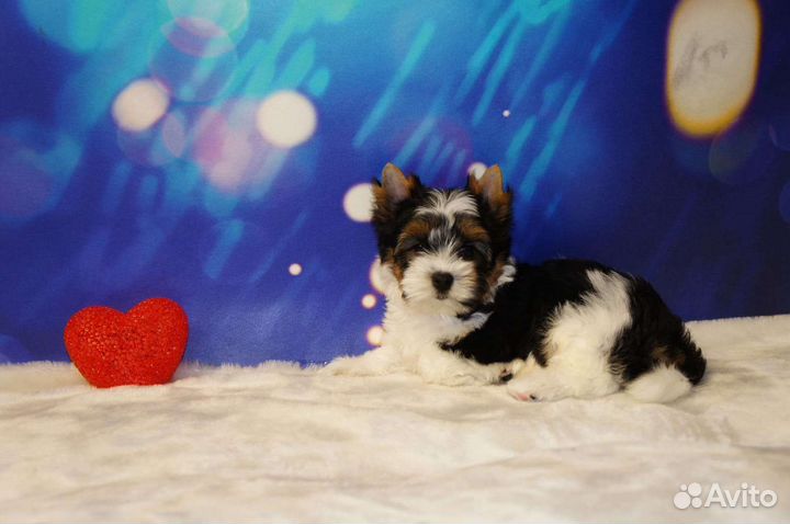 Бивер щенки документы