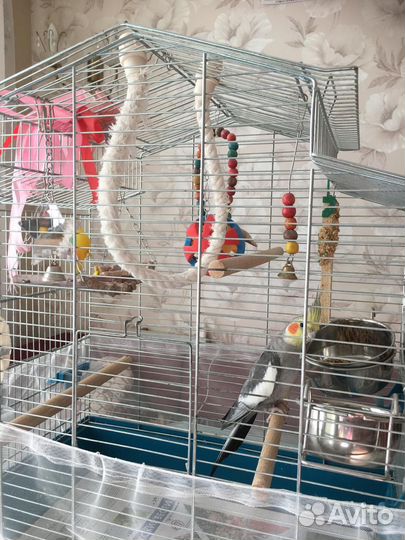 Попугай корелла мальчик