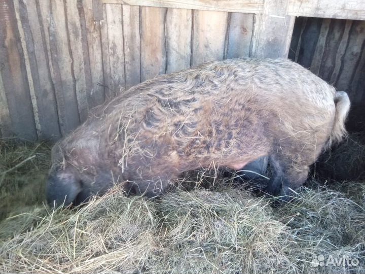 Кабан мангалица+дюрок