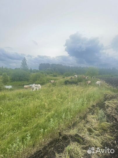 Коровы и телки