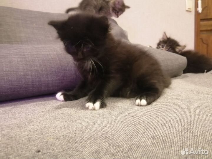 Котенок