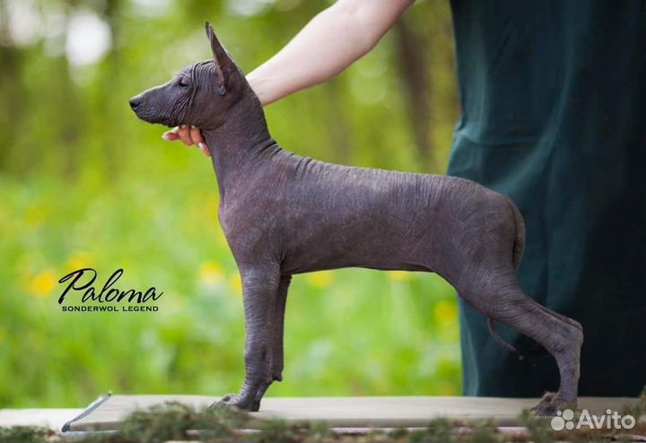 Девочка Ксолоитцкуинтли