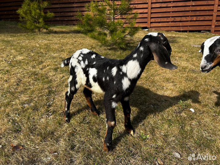 Нубийские козы козлы козлята