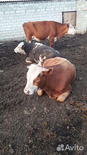 Быки на мясо