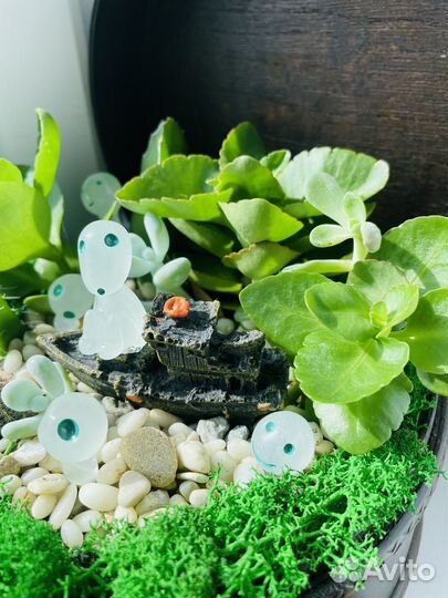 Композиция из живых растений