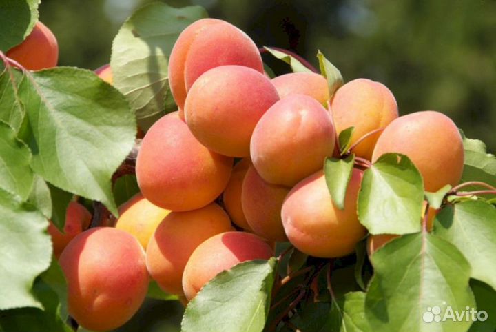 Саженцы абрикос Сын Краснощекого