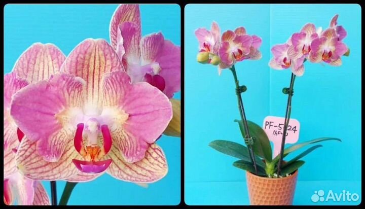 Орхидея Pink pollen