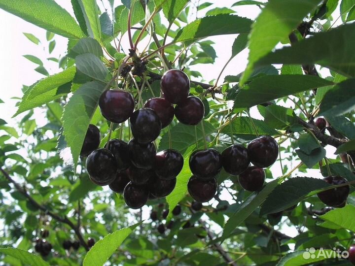 Саженцы вишня Шоколадница