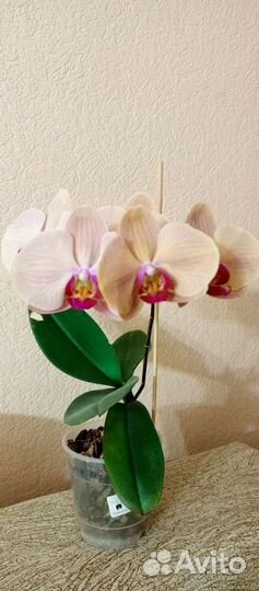 Орхидея фаленопсис