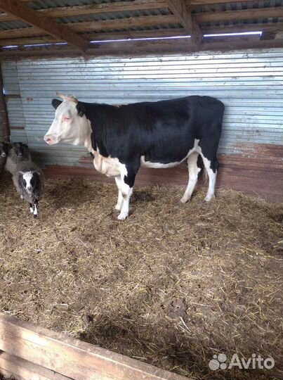 Телочка 1 год 8 месяцев