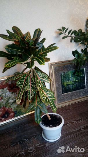 Кодиеум кротон