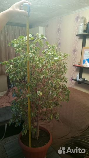 Фикус бенджамина пестролистный